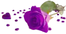 purple rose