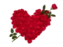 roses heart