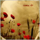 arabic - mms