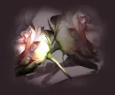 Two roses