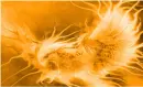 Sad Phoenix 