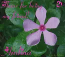 andina