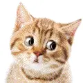 Cat yawning