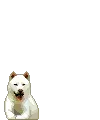 Jindo Dog