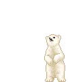 polar bear