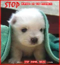 Stop animal abuse!