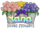 tulips in bucket