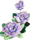 purple roses 