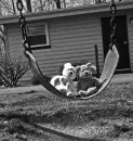 swing lovers