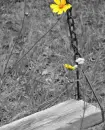 swing nature yellow