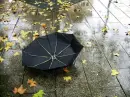 fall umbrella