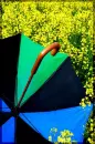 colours umbrella