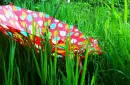 red umbrella