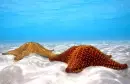 OCEAN
