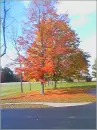 faith tree