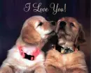 I love you Dogs