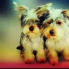 Puppies