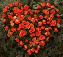 rosas