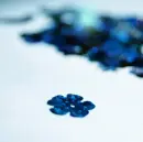 blue flower snow
