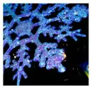 blue snowflake