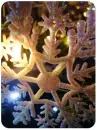 lil snowflake