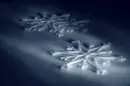 lost snowflake