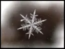 snowflake alone