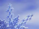 blue snowflake