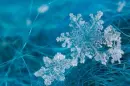 snowflakes