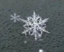 snowflakes