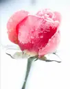 winter rose
