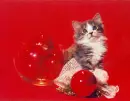 KITTEN