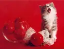 KITTEN
