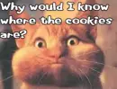 Fat Cheek Cat