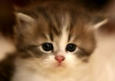 KITTY