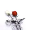 White and red roses