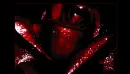 bloody rose
