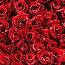 rosas rojas