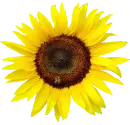 sunflow-bee