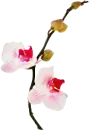 orquideas