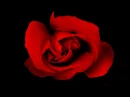red rose background