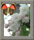 The butterfly.