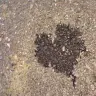 Oil Spot Heart