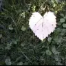 Leaf Heart