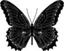 Black Buterly