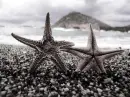 stars love