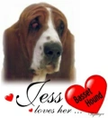 Basset Hound - Jess