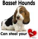 Basset Hounds Steal - Jess