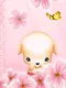 Cute puppy