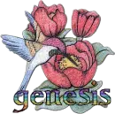 genesis colibri